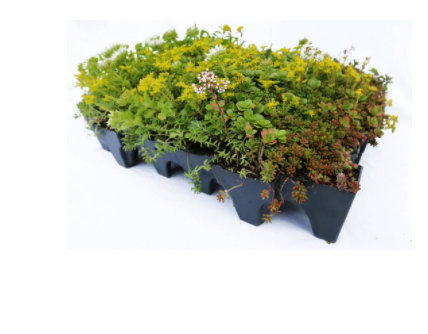 Sedum dakbedekking groen compleet | 54x54x9cm